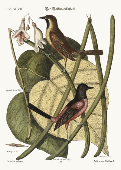The Bastard Baltimore by Mark Catesby